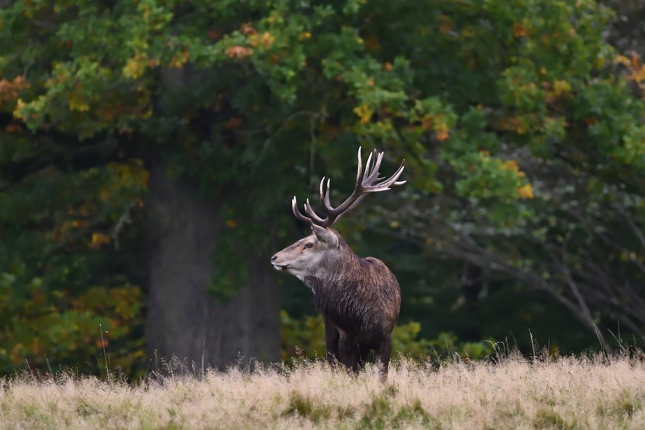 Pozvánka na Myslivecký ples