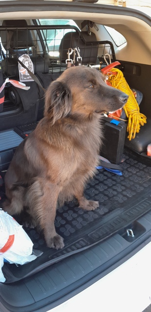 Nález křížence. MAJITEL SE PŘIHLÁSIL A PES ODJEL DOMŮ DO KUDOWY ZDRÓJ.