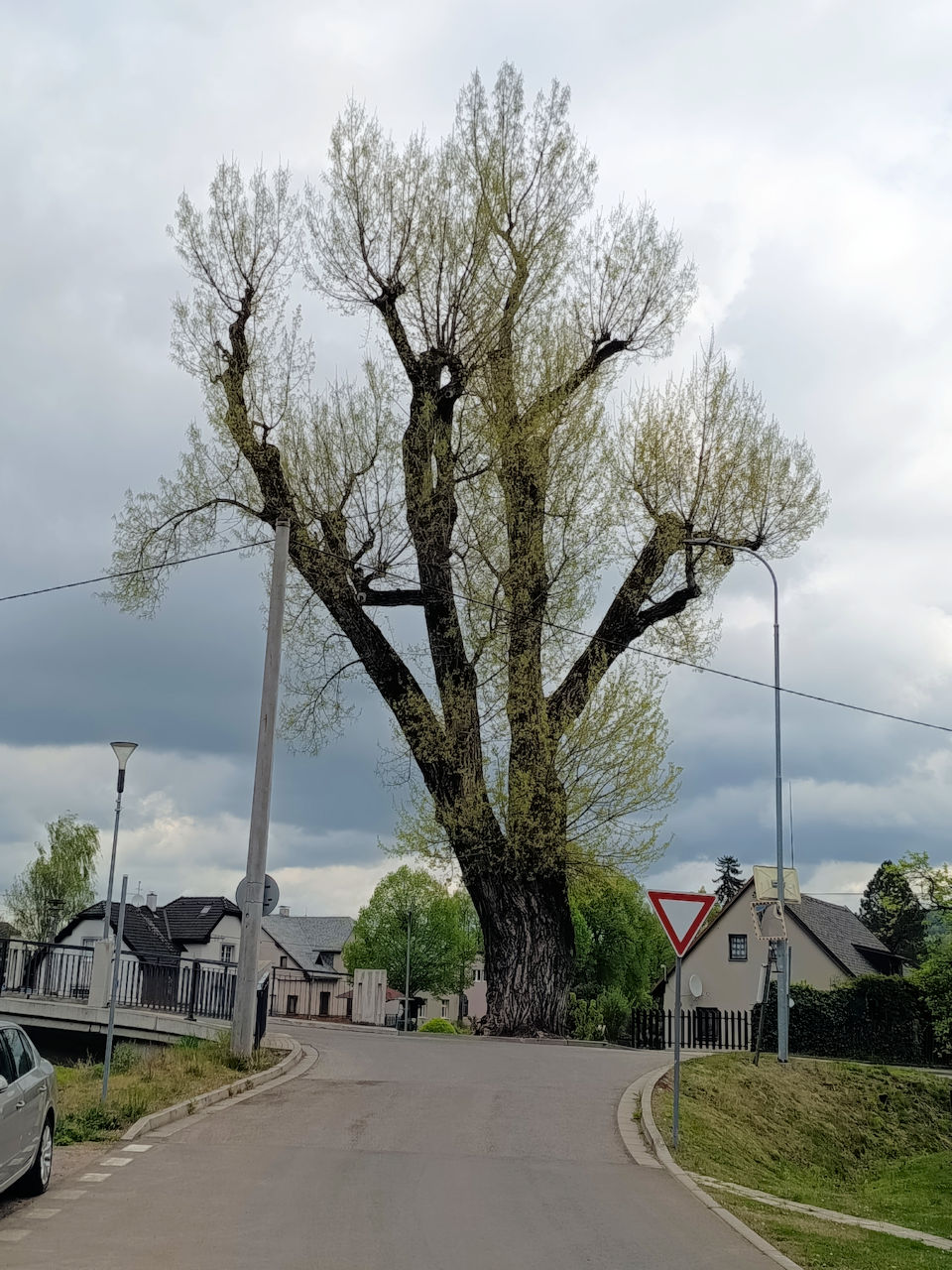 O�ez topolu v B�lovsi