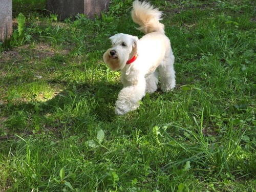 Nchod m nov ps hit! Doggie Point Hamra slou veejnosti 