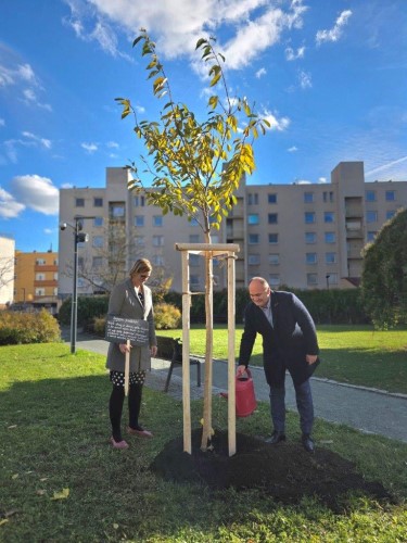 Sakura ptelstv  dar Nchoda Hradci Krlov k 800. vro