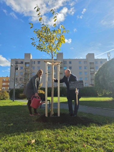 Sakura ptelstv  dar Nchoda Hradci Krlov k 800. vro