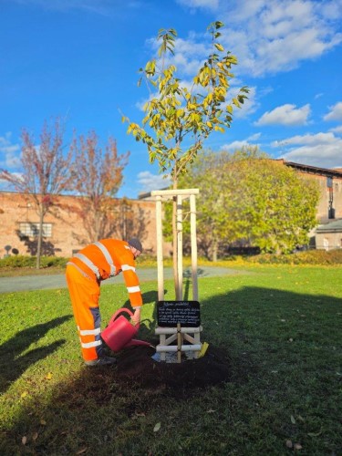 Sakura ptelstv  dar Nchoda Hradci Krlov k 800. vro